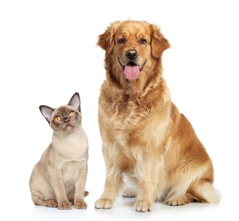 And that's how we understood that our dog didn't like our cat. Education - Tips, Lost Pets | Worcester County Humane Society