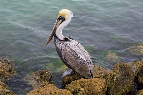 Pe6 Pelican Fishing At The Jetty Photograph By Judy Syring