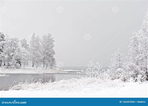 Winter Landscape And Light Snowfall Stock Photo Image Of Snowflake