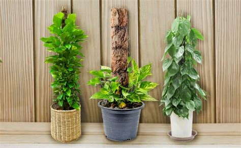 Place the bamboo cane or pvc pipe in the plant pot to mark the point that will stick inside the pot. Indoor Moss Plants