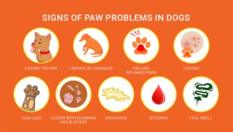 7 Dog Paw Problems That Every Pet Owner Must Be Aware Of We Are The Pet