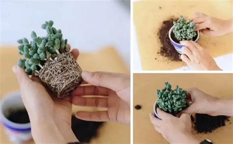 Succulent Repotting When And How