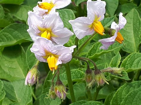 Beautiful Potato Flowers Rgardening