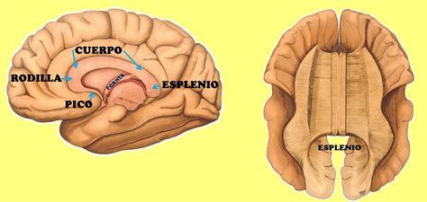 Partes Do Corpo Caloso