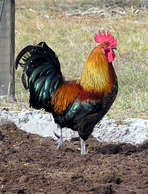 In this article we explore the 'ideal' ratio of how many hens per rooster. Removal of Rooster Spurs | HubPages