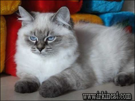Find kittens for sale near me. Siberian Kittens For Adoption Can Be Fun for Everyone ...
