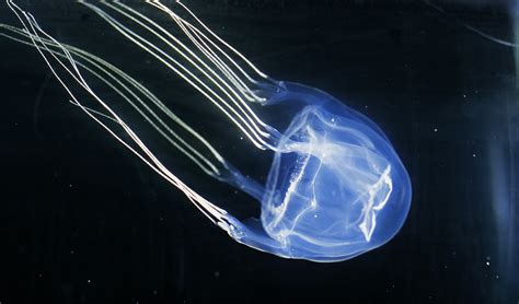 Top 10 most venomous animals in Australia