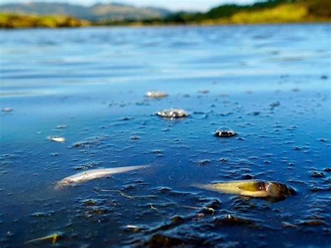 Regional Councils Continue To Fail New Zealanders On Water Quality New