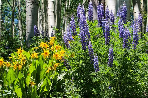 Attend the crested butte wildflower festival. Wildflower Festival Crested Butte, CO 2019 on Behance