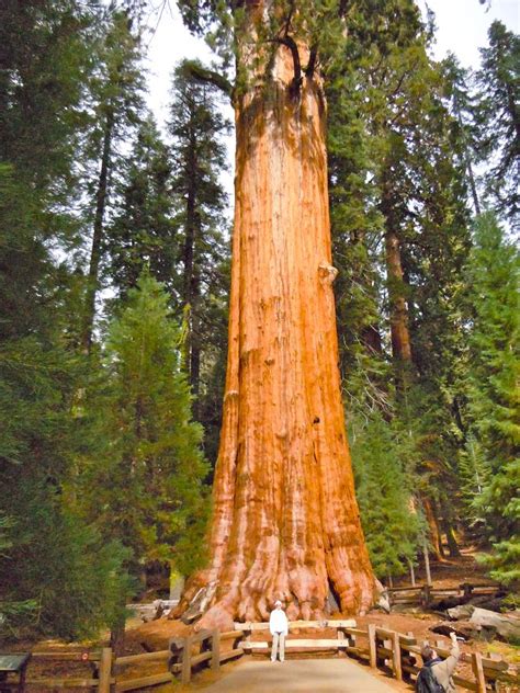 The General Sherman Giant Sequoia Tree Is Located In The Sequoia