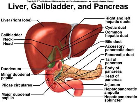 Hepatopancreatic Anatomy The Cystic Duct Leaves The Gallbladder And