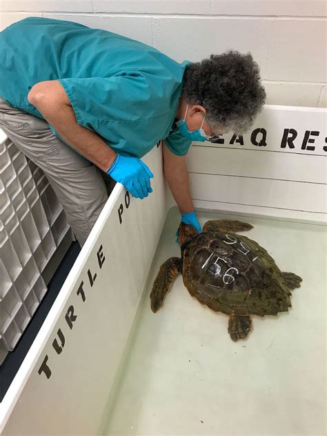 Group Of Cold Stunned Sea Turtles Rescued In Cape Cod Last Fall Are Now