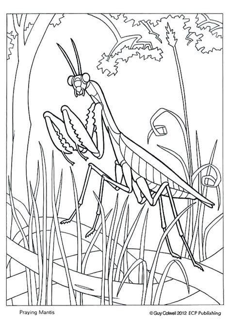 Praying Mantis Coloring Page at GetColorings.com | Free printable
