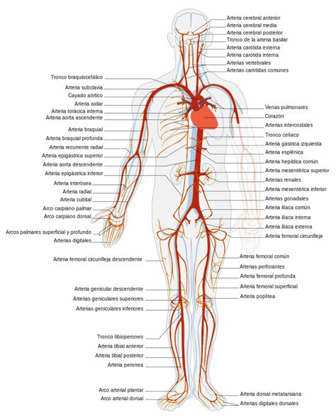 Arteria Wikipedia La Enciclopedia Libre Arteries And Veins Human