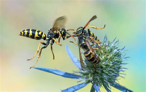 Wartet Auf Mich Foto And Bild Tiere Wildlife Insekten Bilder Auf Fotocommunity