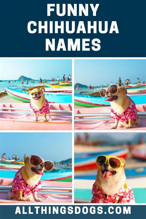 Funny Chihuahua Names Chihuahua Funny Chihuahua Names Chihuahua