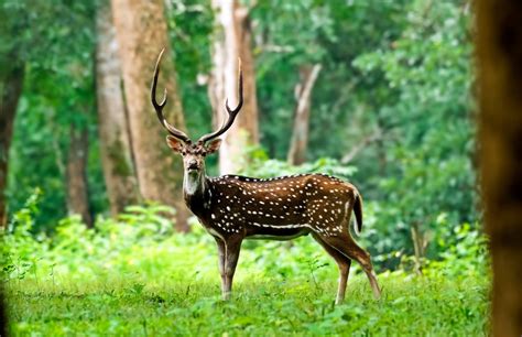 Tholpetty Wildlife Sanctuary In Wayanad All You Need To Know
