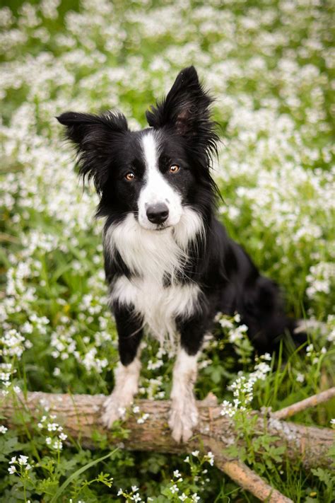 Country Border Collie In A Beautiful Field Of White Wild Flowers Dog