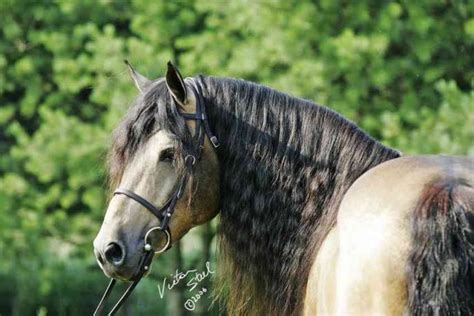 Buckskin roan connemara stallion golddigger laddie. 2017 Foothills Farms Connemara Pony Breeding Stallion ...