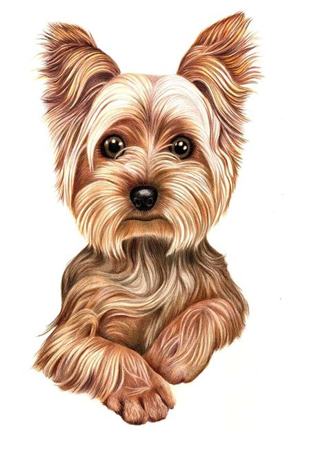 Almost files can be used for commercial. Yorkie Dog Drawing at GetDrawings.com | Free for personal use Yorkie Dog Drawing of your choice