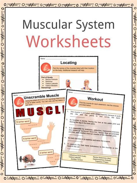 Broadly considered, human muscle—like the muscles of all vertebrates—is often divided into striated muscle (or skeletal muscle), smooth muscle, and cardiac muscle. Muscular System Facts, Worksheets, Types & Importance For Kids