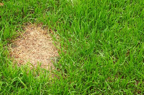 Identifying Summer Lawn Diseases The Grass Outlet Texas