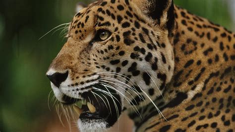 Bbc Two Natural World 2016 2017 Jaguars Brazils Super Cats