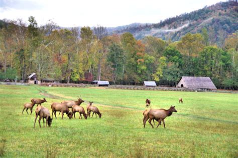 Things To Do In West North Carolina Wnc Mountain Retreats