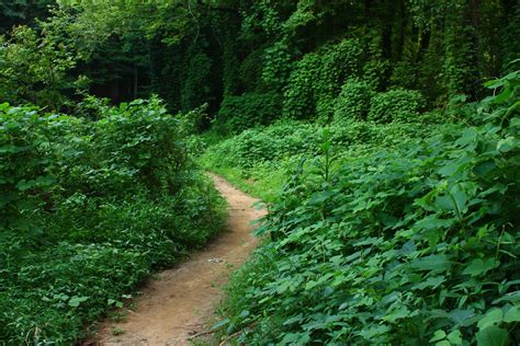 Free Photo A Dirt Path Through An Overgrown Forest Foliage Kudzu