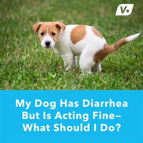 My Dog Has Diarrhea But Is Acting Finewhat Should I Do Vetnique