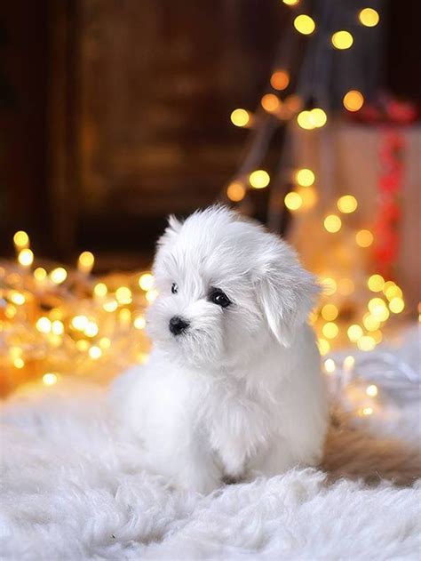 All You Need Is Love And A Puppy ♥️ Maltese Dogs Maltese Puppy Maltese