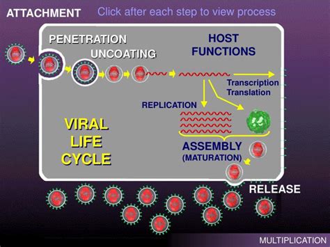 Ppt Viral Life Cycle Powerpoint Presentation Free Download Id1327539