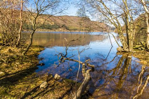 Lake On Spring Day From Tree Lined Bank Stock Photo Image Of British