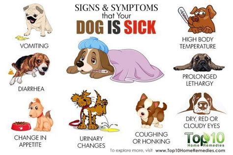 What Are The Symptoms Of A Sick Dog