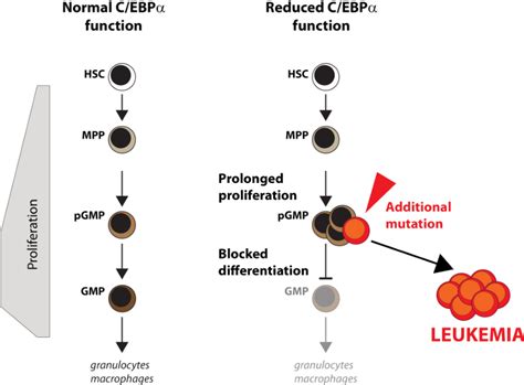 Figure From Deciphering The Pathogenesis Of Acute Myeloid Leukemia Semantic Scholar