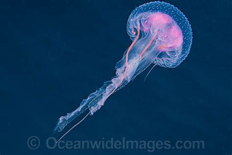 Luminescent Jellyfish Pelagia Noctiluca Photo Image