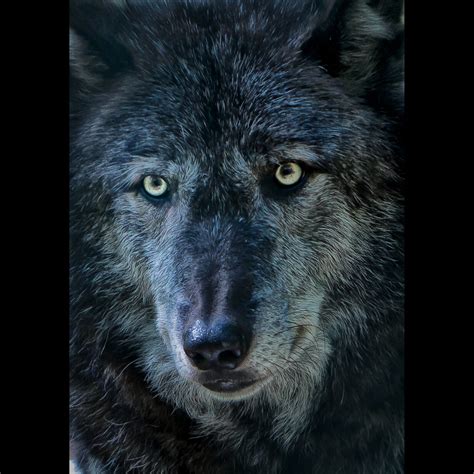wolves lakota preserve a photo on flickriver