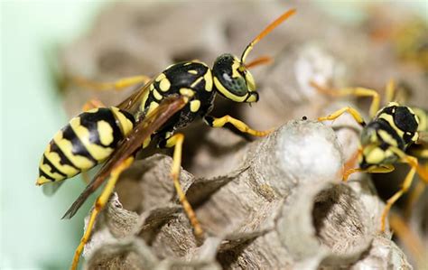 Let's dive into the pest control industry and lean about what it offers, the career expectations, average earning the certification and licensing exam covers various aspects of pest control, including A Guide To Common Pests In St. Charles, IL | Pest Control ...