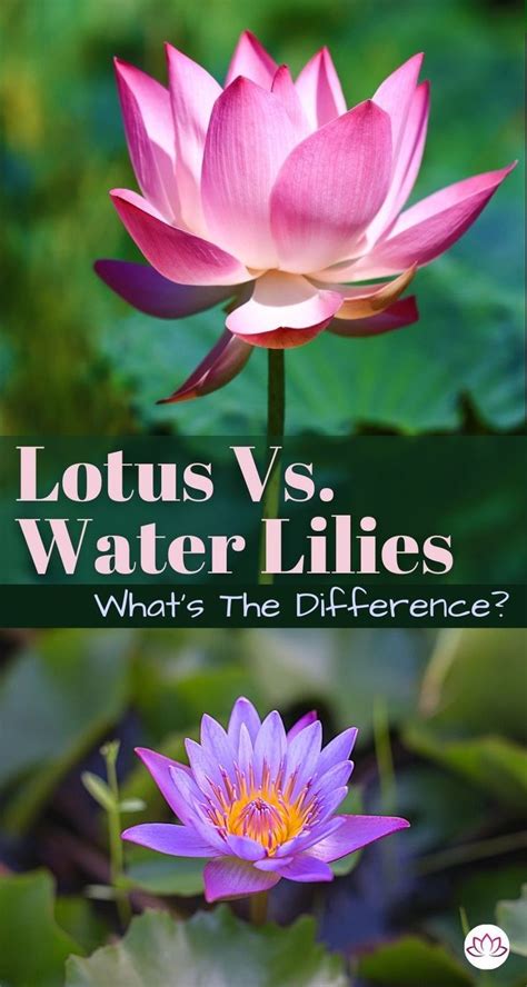 In The World Of Flowering Aquatic Plants Nothing Beats A Water Lily Or