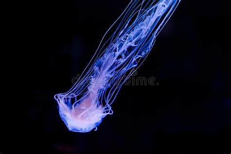 Atlantic Sea Nettle Or East Coast Sea Nettle Jellyfish Stock Image