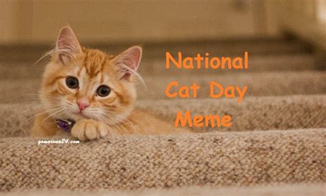 National Cat Day Memes 2023 Funny Memes Pictures And Images Gsmarena