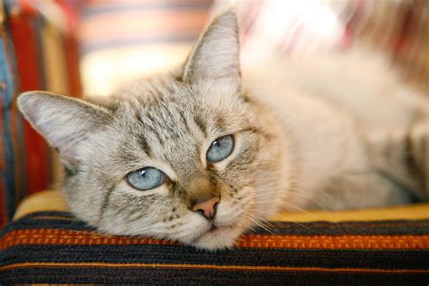 Cleft Palate In Cats Symptoms Causes Diagnosis Treatment Recovery