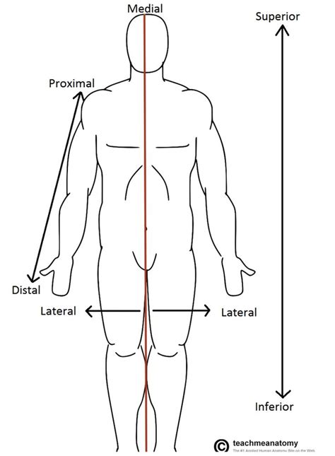 Anatomical Terms Of Location 751x1024 Png 7511024 Anatomy For