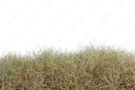 Dry Grass Isolated On White Backgrounddry Grass Field With Clipping