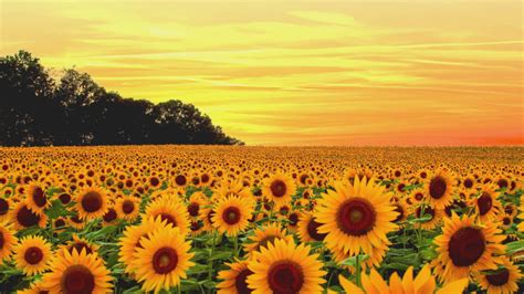 Sunflower Field Wallpaper 2048x1365 57036 Baltana