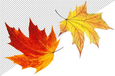 Falling Autumn Maple Leaves Maple Leaf Maple Leaf Tattoo Falling