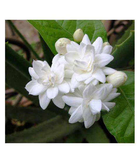 Vpn Live Mograarabian Jasminejasminum Sambac Flower Plant Buy Vpn