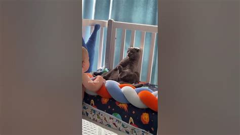 Baby Vs Cat Youtube