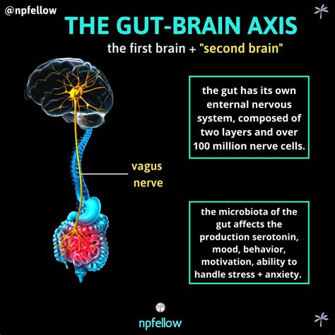 The Gut Brain Axis The Gut Microbiome