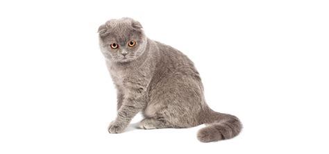 Scottish Fold Cat Insurance Reviews And Comparisons